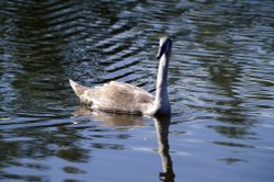 Young swan. Wallpaper