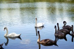 Mum, Dad and six babies. Wallpaper