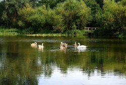 Family out for the evening sun. Wallpaper