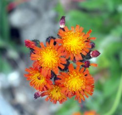 Flower under Loughrigg Wallpaper