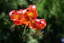 In the Botanic Gardens Wallpaper