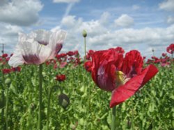 Poppies..... Wallpaper