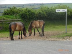 Signpost with horses Wallpaper