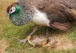 East Park Peacock and chicks 2 Wallpaper