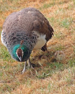 East Park Peacock and chicks