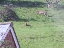 Deer Hind on Porlock Hill Wallpaper