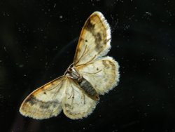 A moth on the window Wallpaper