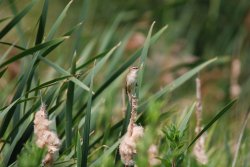 Sedge Warbler hiding in the reeds Wallpaper