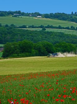 Luddesdown fields