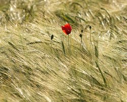 Poppy in Barley, Croughton, Northants. Wallpaper