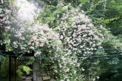 Mill Barn gardens, Samlesbury Wallpaper