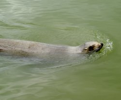 Seal in the lake. Wallpaper