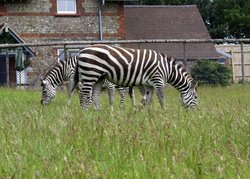 Zebras in the park. Wallpaper