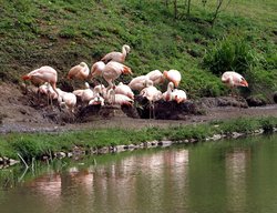 Flamingo lake. Wallpaper