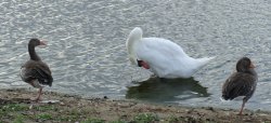 Ducks practicing hard for the next Olympics......The 'One Legged Race.'! Wallpaper