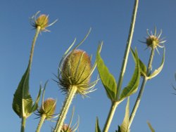 Teasel, Twyford, Bucks