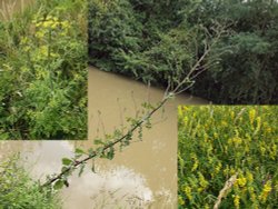 Three unusual wild flowers, Fenny Compton Wallpaper