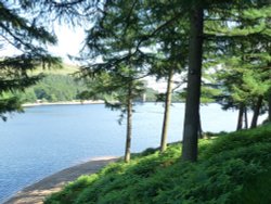 Looking through the trees at Derwent Reservoir. Wallpaper