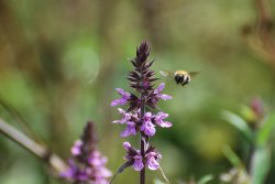 Marsh Woundwort and approaching bee Wallpaper