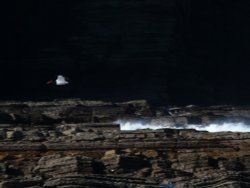Oystercatcher in flight Wallpaper