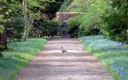 Pheasant and bluebells at Blickling Hall Wallpaper