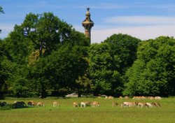 The Deer Park at Holkham Hall, Norfolk Wallpaper