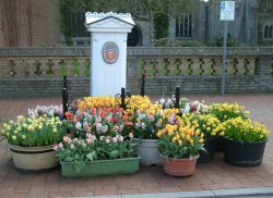 Spring Flowers, Long Sutton market place