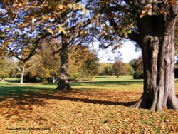 Autumn at Belton Park Wallpaper