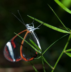 Glasswing