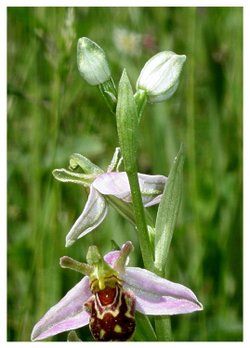 Bee Orchid