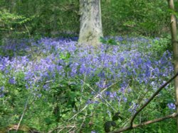 Bluebells Wallpaper