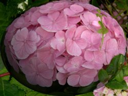 Flowers in my garden Wallpaper