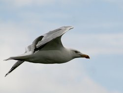 Herring Gull. Wallpaper