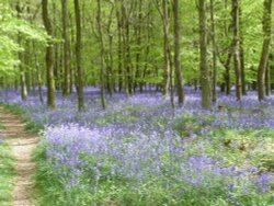 Cowleaze Woods