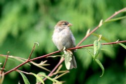 House Sparrow. Wallpaper