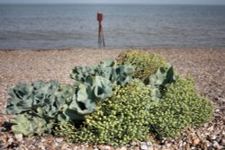 A view of Aldeburgh Wallpaper