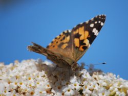 Butterfly collection