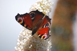 Peacock butterfly