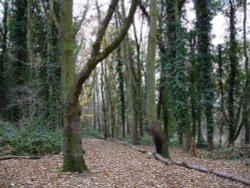 Louse Hill Copse Wallpaper