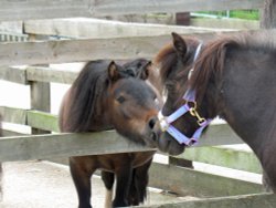 'Harry Potter' and 'Amy'- Shetland ponies Wallpaper