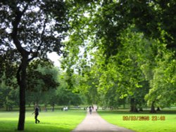 End of the summer in Green Park, London Wallpaper