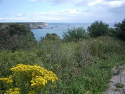 Berry Head St.Mary's Bay Brixham Wallpaper