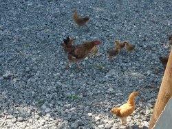 Bantams ( I Ithink) in the Post Office Garden Wallpaper