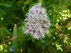 Orpine Close-up Wallpaper