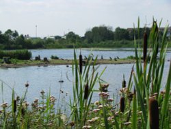 Cormorants at Normanston Park Wallpaper