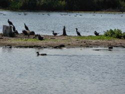 Wildfowl at Normanston Park Wallpaper