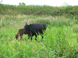 Hardley Marshes