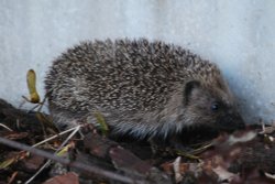 Hedgehog in my garden! Wallpaper