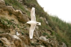 Kittiwake. Wallpaper