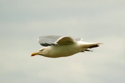 Herring Gull. Wallpaper